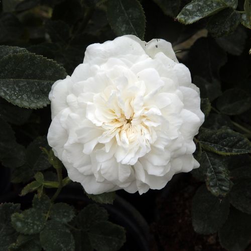 Vendita, rose rose alba - bianco - Rosa Madame Plantier - rosa intensamente profumata - Plantier - Ha tralci arcuati e quasi privi di spine con piccole foglie verde chiaro.